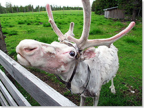 In Lappland leben etwa 240.000 Rentiere  mehr als Menschen. Im Winter werden die halbwilden Tiere zusammengetrieben, einige Rentierfarmer produzieren sogar Rentiermilch und -kse.