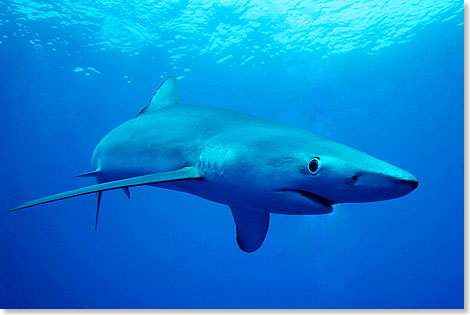Ganz nah kommen die Haie an die Taucher heran. Ihr Spitzname auf Faial, „Welpen”, beschreibt ihren Charakter gut.