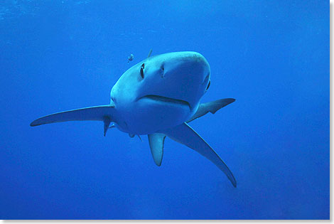 Ein besonders neugieriger Blauhai schwimmt direkt auf die Kamera zu.
