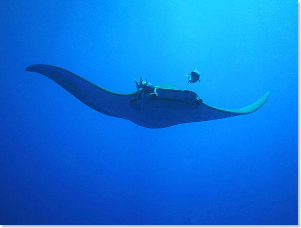 Schiffshalter begleiten diesen Mobula und lassen sich von ihm durch das Wasser tragen.