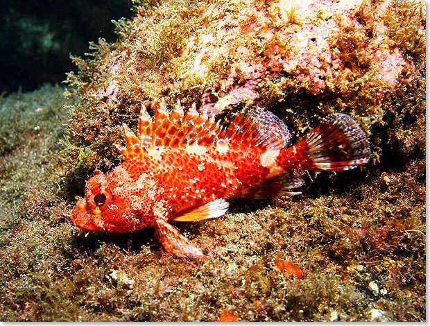 Die kleinen Skorpionfische sind weit verbreitet, aber auch sehr gut getarnt.