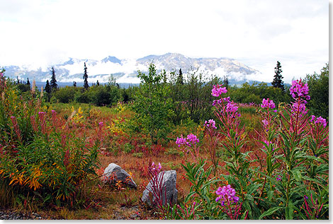 Stauden-Feuerkraut oder Schmalblättriges Weidenröschen heißt die rosa bis purpur blühende Pflanze, die für die Vegetation des südlichen Yukon ebenso typisch ist wie Weißfichte, Balsam-Pappel und Tanne.