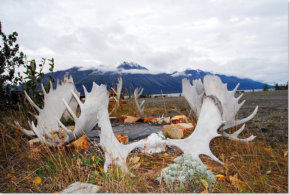 Elchgeweihe am Sdufer des Kluane Lake mit Blick auf das Massiv des Kluane Nationalparks. Unweit von hier liegt die alte Goldgrbersiedlung und jetzige Geisterstadt Silver City, die seit 1925 verlassen ist.
