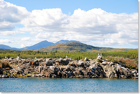 Das fischreiche Gewässer im Nordwesten Kanadas lockt nicht nur menschliche Fischliebhaber an. Für Wasservögel ist der Lake Laberge ein Paradies.