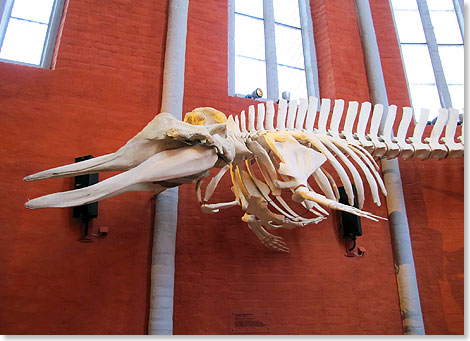 Ein Walskelet im Meeresmuseum.
