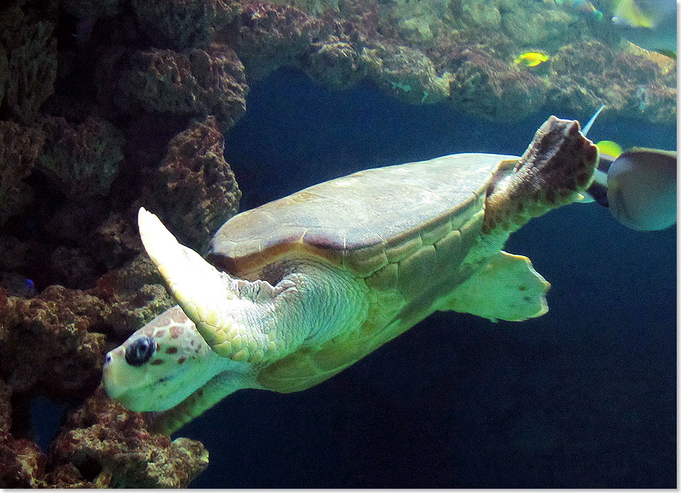 Eine Schildkröte im Meeresmuseum.