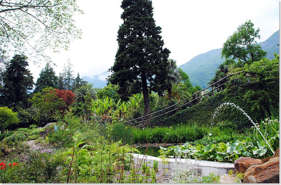 Neben 
	Bumen und Struchern liefert der botanische Garten von Brissago vor allem 
	blhende Flora aus aller Welt  einen Schmaus fr Augen und Nase.