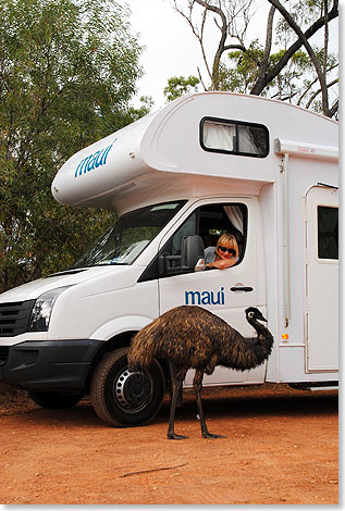 So interessant wir den Emu auch finden – ihn wollen wir lieber nur draußen begrüßen. Besonders Männchen der bis zu 45 Kilogramm schweren australischen Laufvögel können sehr unfreundlich werden.