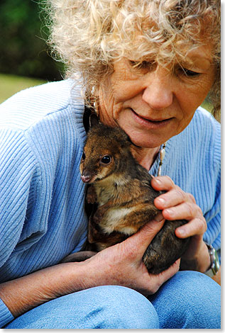  Auf die vom Aussterben bedrohten Lumbholtz-Baumkngurus ist die deutsche Australierin Margit Cianelli spezialisiert. Die gelernte Tierpflegerin und hat es sich zur Aufgabe gemacht, verwaiste Jungtiere zu adoptieren, aufzuziehen und wieder auszuwildern.
Dieses Bild zeigt sie mit April, einem jungen Filander (Beuteltiergattung aus der Knguru-Familie).