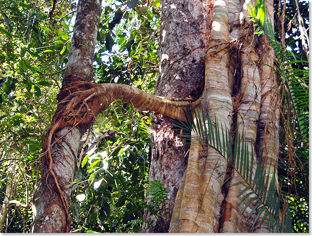  Ein parasitär lebender Baum „zapft” seinen Nachbarn an. Der überaus artenreiche tropische Regenwald, der sich über 500 Kilometer an der Küste Queenslands entlang zieht, ist immer für Überraschungen gut. Obwohl der Daintree-Nationalpark mit seiner rund 735 Quadratkilometer großen Fläche nur einen winzigen Teil des fünften Kontinents ausmacht ...