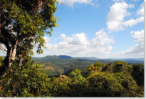 Der Dschungel des Barron-Gorge-Nationalparks. Ausblicke wie diesen genieen wir bei einer von Rangern gefhrten Wanderung zwischen zwei Stationen des Skyrail Rainforest Cableway.