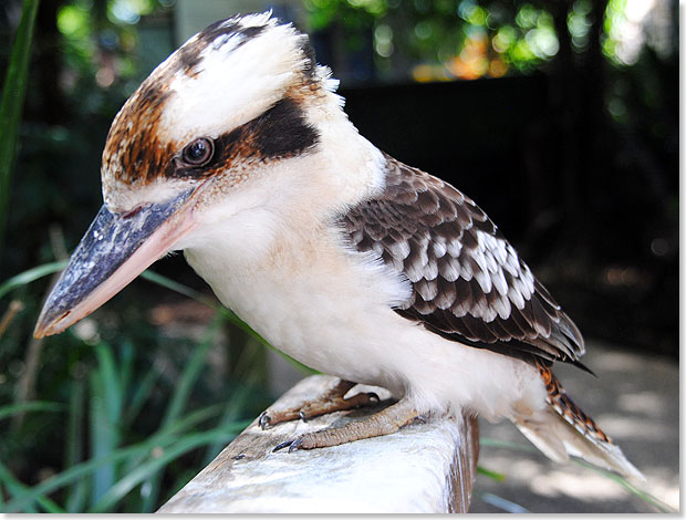 Wegen seiner an lautes Gelächter erinnernden Stimme wird der mit den Eisvögeln verwandte Kookaburra auch „Lachender Hans” genannt. In der begehbaren Flugvoliere im Zoo von Cairns kann man dem komischen Vogel ganz nahe kommen.