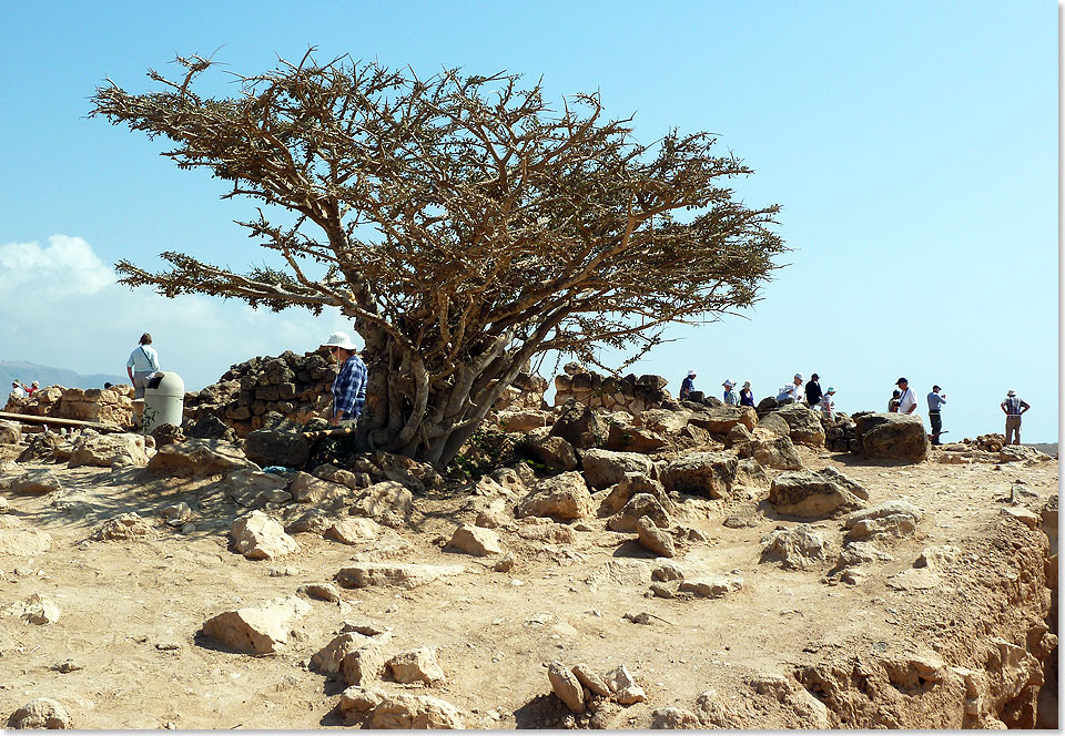 In der Halbwüste des Oman gedeihen in Meeresnähe manchmal Bäume. Sie sind weithin sichtbar. Aus kleineren Büschen gewinnt man Harz, der zu Weihrauch verarbeitet wird.