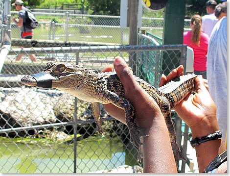 Ein Baby-Alligator ist zwar kein Kuscheltier, aber mit verbundener Schnauze ist hautnaher Kontakt ungefährlich. Kühl und ledrig fühlt sich diese Berührung mit den Händen an.