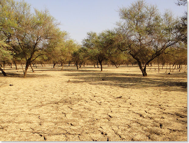  Unerbittlich hat die Sonne auch den letzten Tropfen Flssigkeit aus ihm herausgezogen. Von den Wassermassen und dem Schlamm, die den ganzen Herbst lang im Ghabat al-Sunut alles bedeckten, ist nur das graue Mosaik des aufgeplatzten Lehmbodens briggeblieben  bis zur nchsten Regenzeit.