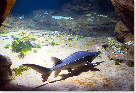 Ein Str im Nordsee-Aquarium, Bremerhaven