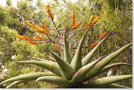 Eine fleischige Algave im Jardin Canario.