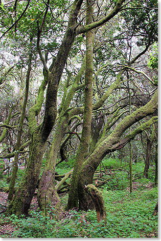 Im UNESCO-Nationalpark Garajonay im Sdwesten von La Gomera.