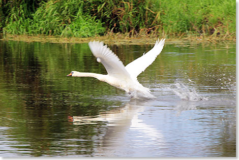 Startender 
	Schwan auf dem spiegelglatten Wasser des Netze-Unterlaufs
