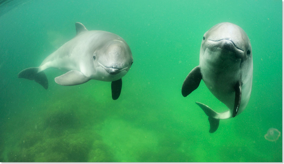 Ostseeschweinswale, fotografiert von Solvin Zankl