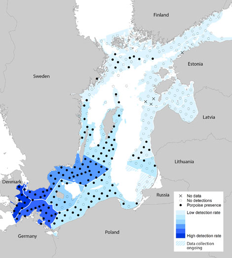 Erstmals wird eine Karte prsentiert, die zeigt, an welchen der 304 Messstationen in der Ostseeschweinswal-Echoortungsklicks registriert wurden. Diese Karte enthlt mehr Informationen als je zuvor ber den Ostseeschweinswal und seine Verbreitung bekannt war.
