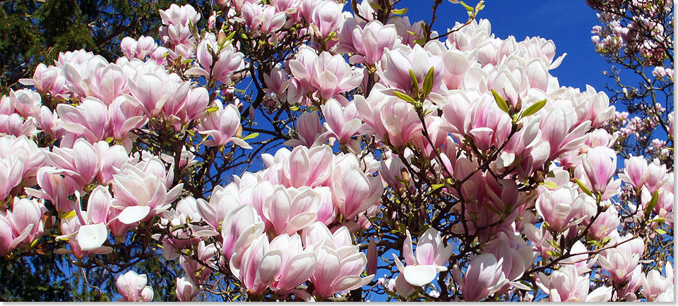 Exakt zum Frhlingsanfang  am 20. Mrz 2014  stand der Magnolienhain von Aschaffenburg in voller Blte. Im stlichen Teil des Schntal Parks befindet sich die alte Orangerie, in der sich heute ein Restaurant mit Biergarten sowie das berregional bekannte Hofgarten-Kabarett des populren Kabarettisten Urban Priol befindet.