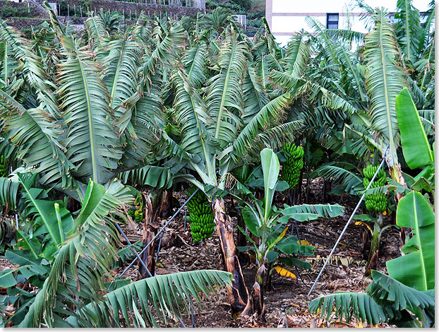 In einer Bananenplantage in Agulo auf La Gomera.