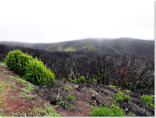 Herzstck La Gomeras ist der Nationalpark Garajonay, der rund 10 Prozent der Insel einnimmt, der mit einem groen Lorbeerwald lockt, wobei ein Groteil im Sommer 2012 einem Waldbrand vernichtet wurde.