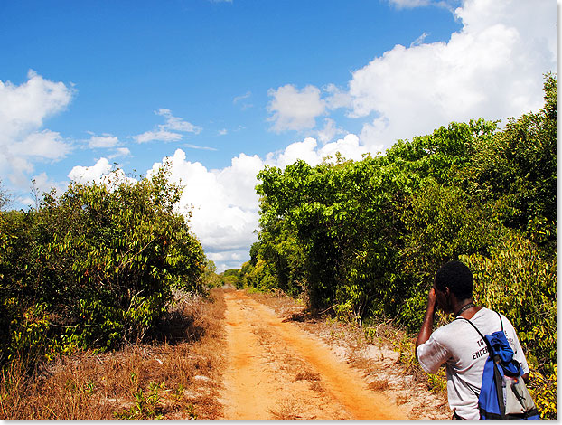 Der Arabuko-Sokoke-Wald im Osten Kenias ist das letzte verbliebene Stck des riesigen tropischen Trocken-Urwaldes, der sich einst an der ostafrikanischen Kste von Somalia bis Mosambik erstreckte. Nur sechs Quadratkilometer davon gehren zum Nationalpark.