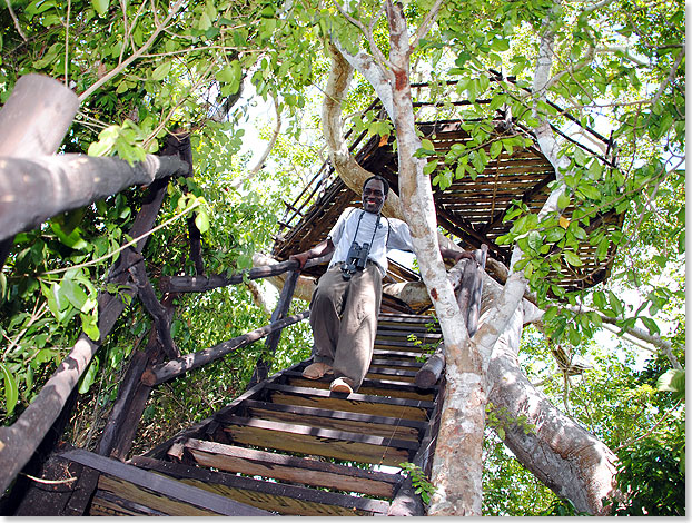 ber eine steile Treppe klettern wir mit Alex Mwalimu auf einen einzeln stehenden Baumriesen. Es ist ein dicker Ostafrikanischer Kopal (Hymenaea verrucosa), den die Englnder wegen seines festen Harzes Amber Tree (Bernsteinbaum) nennen. 