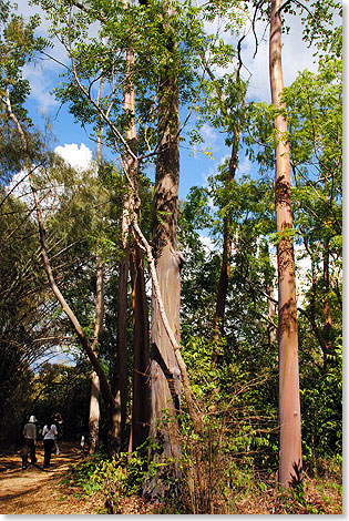 Lichter, sonnendurchfluteter Mischwald. Mit ihren hellen, grau bis rot gefrbten, oft kerzengeraden Stmmen und den gefiederten Laubblttern bestimmen verschiedene Arten von Johannisbrotbumen (Afzelia und Brachystegia) das Bild.