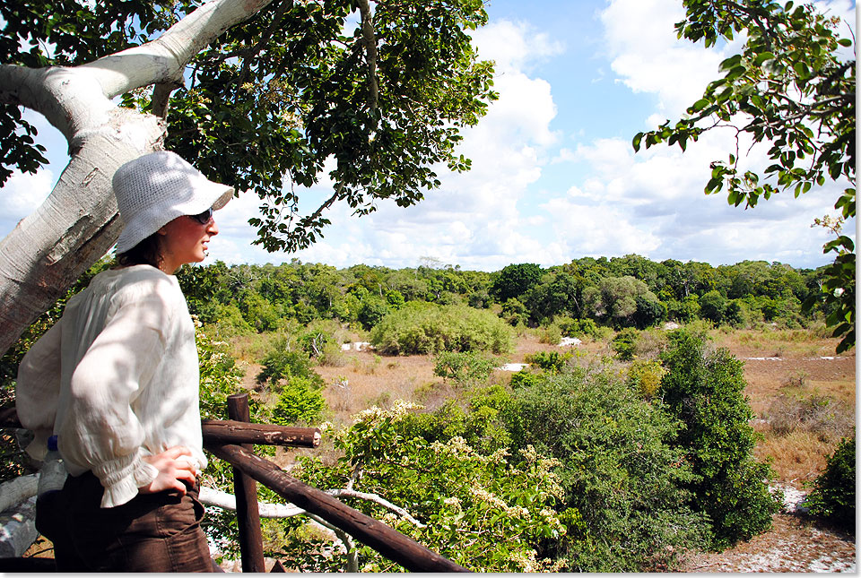 Auch auf der Aussichtsplattform, die sich in der ausladenden Krone eines riesigen Kopal-Baumes befindet, warten wir vergeblich auf groe Herden. Eine Wanderung durch Arabuko Sokoke ist eine Safari durchs Land der tierischen Zwerge.