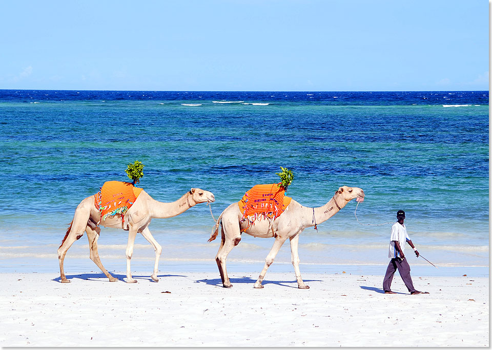 Bevor es wieder nach Hause geht, genieen wir ein paar herrliche Tage am traumhaften Diani Beach im komfortablen Leisure Lodge Beach & Golf Resort, nur knapp 40 Kilometer von Mombasa entfernt.