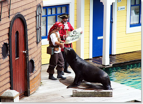 Seehunde als Schauspieler. Und die Rollen sind auch noch so verteilt, dass die Seehunde schlauer sind als mancher menschliche Schauspieler.