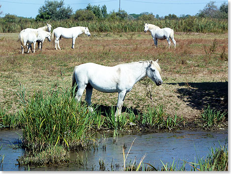 Erst im zehnten Lebensjahr frbt sich das Fell der halbwilden Camargue Pferde wei.