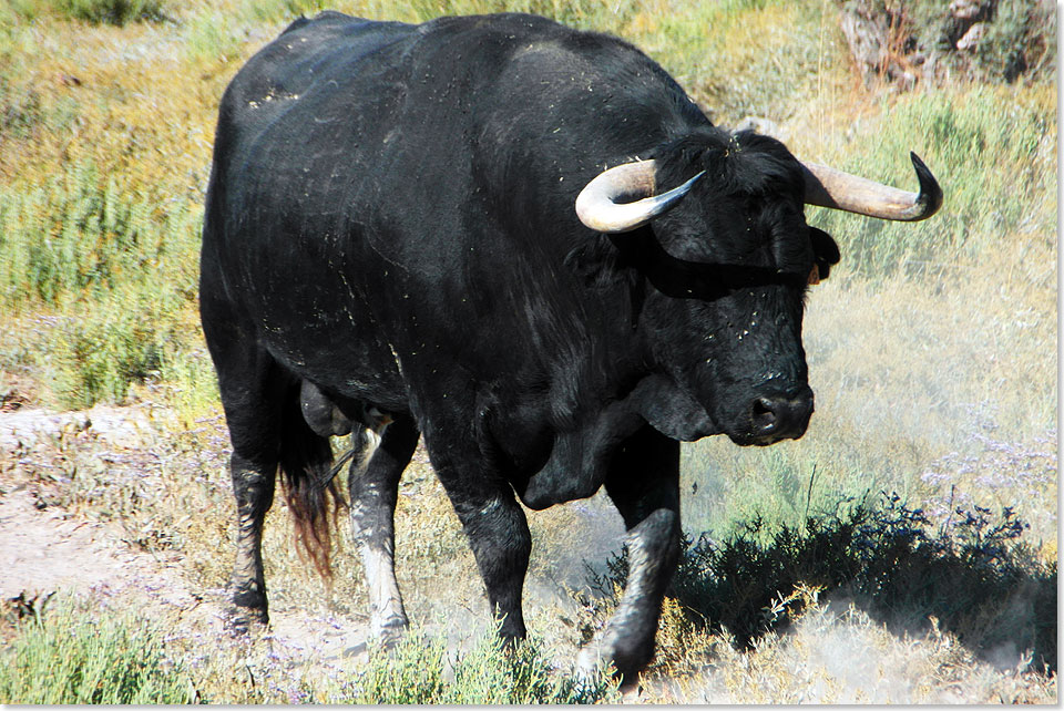 Schwarzer Stier in der wilden Camargue. Wird auch er eines Tages in einer spanischen Arena enden?