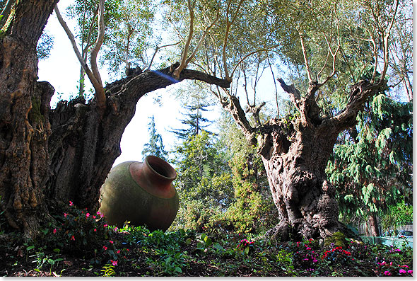 Uralte Olivenbume im Botanischen Garten in Funchal auf Madeira.