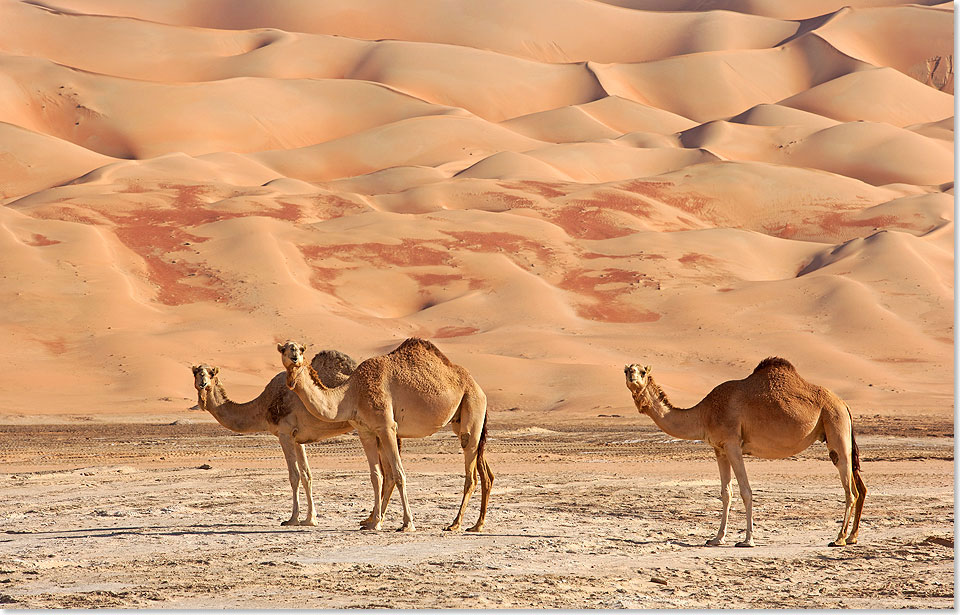 Heute sind Kamele in Arabien oftmals Statussymbol und werden fr Kamel-Rennen gezchtet.