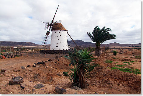 Fuerteventura  Eine der Wahrzeichen in der kargen Landschaft sind die traditionellen Windmhlen.