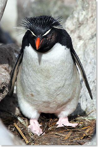 Ein Felsenpinguin vor seinem Brutplatz.