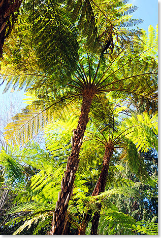 Zu den botanischen Kostbarkeiten im Jardim Tropical gehören neben Azaleen und Orchideen aus dem Himalaya sowie Palmen aus Südafrika auch eine seltene Palmfarn-Sammlung aus aller Welt.  