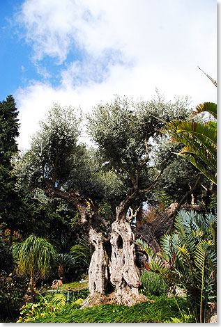 Zu den ältesten Bewohnern des tropischen Gartens von Monte gehört auch dieser viele Jahrhunderte alte Olivenbaum.