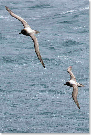 Skuas sind Raubmven und exzellente Flieger.