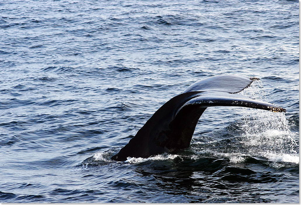 Die Schwanzflosse  oder Fluke  eines Buckelwals.