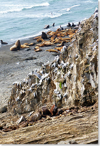Tierwelt am Felsen der Insel Tjulenij.