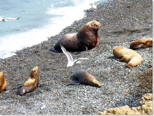 Stellerscher Seelwe mit seinem Harem auf der Insel Tjulenij.