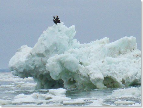 Zwei Stellersche-Seeadler gren von einer Eisscholle herber.