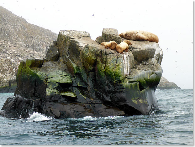 Stellersche Seelwen auf einem Felsen der Hochseeinsel Iony.