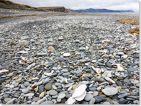 Natur pur am Strand von Kap Utholoskij.