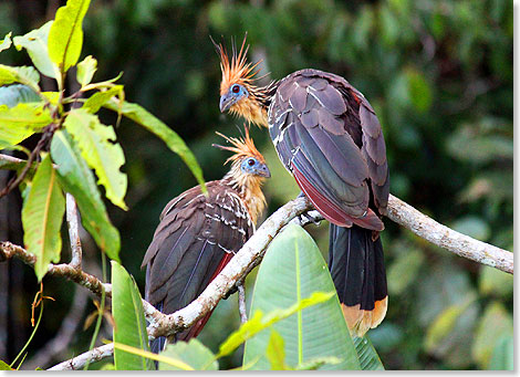 Hoatzin, auch Schopfhuhn, Zigeunerhuhn oder Stinkvogel genannt.